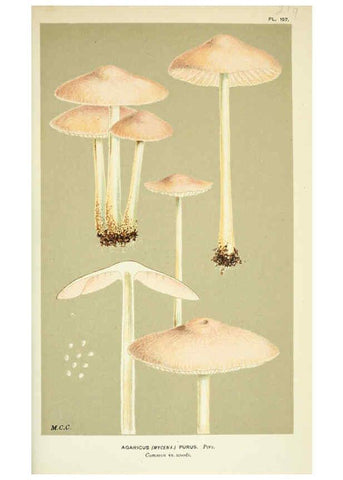 Reproducción/Reproduction 6055669689: Illustrations of British fungi (Hymenomycetes) London,Williams and Norgate,1881-91