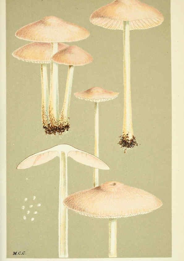 Reproducción/Reproduction 6055669689: Illustrations of British fungi (Hymenomycetes) London,Williams and Norgate,1881-91