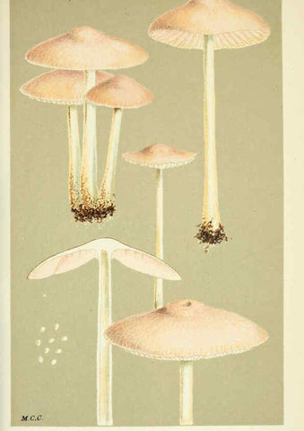 Reproducción/Reproduction 6055669689: Illustrations of British fungi (Hymenomycetes) London,Williams and Norgate,1881-91