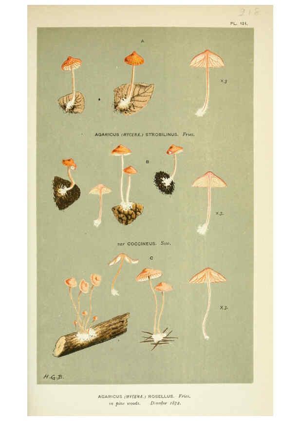 Reproducción/Reproduction 6055662347: Illustrations of British fungi (Hymenomycetes) London,Williams and Norgate,1881-91