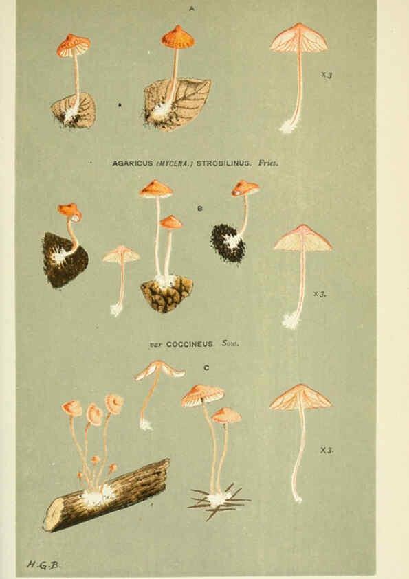 Reproducción/Reproduction 6055662347: Illustrations of British fungi (Hymenomycetes) London,Williams and Norgate,1881-91