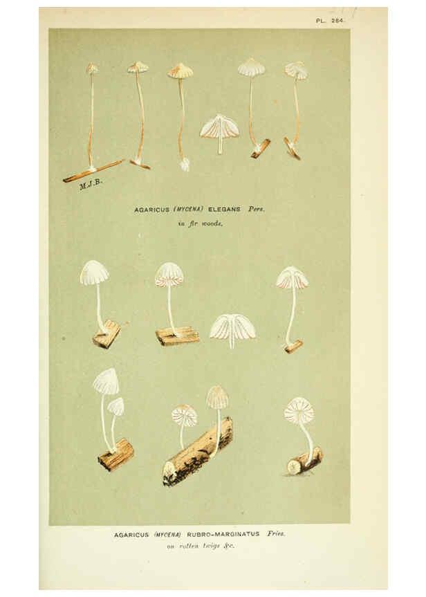 Reproducción/Reproduction 6056209124: Illustrations of British fungi (Hymenomycetes) London,Williams and Norgate,1881-91