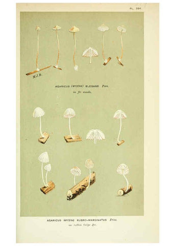 Reproducción/Reproduction 6056209124: Illustrations of British fungi (Hymenomycetes) London,Williams and Norgate,1881-91