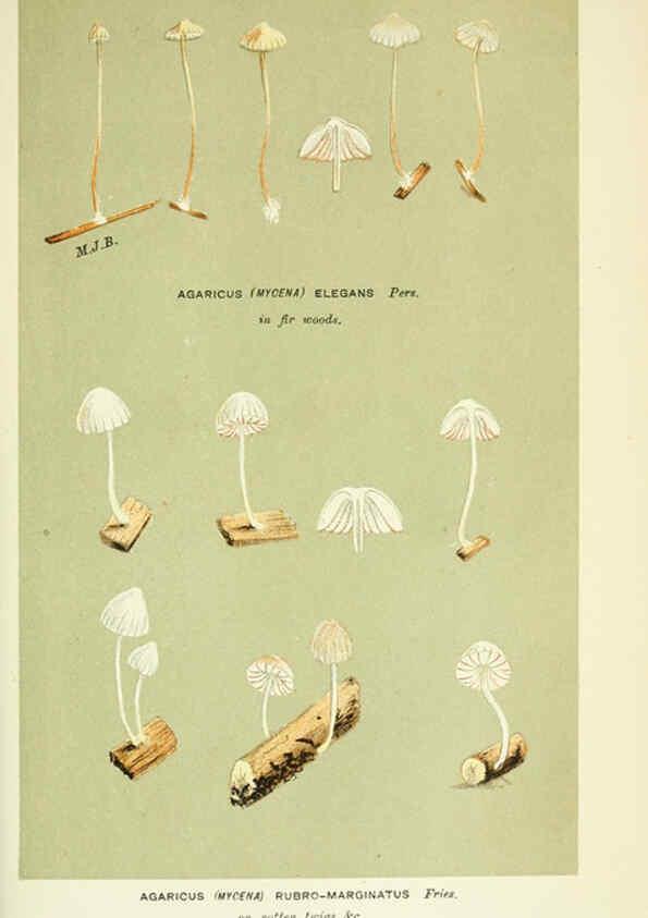 Reproducción/Reproduction 6056209124: Illustrations of British fungi (Hymenomycetes) London,Williams and Norgate,1881-91