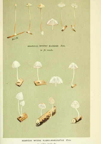 Reproducción/Reproduction 6056209124: Illustrations of British fungi (Hymenomycetes) London,Williams and Norgate,1881-91