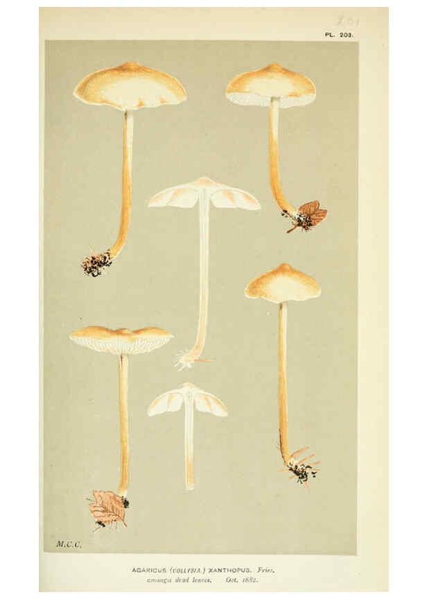 Reproducción/Reproduction 6056205264: Illustrations of British fungi (Hymenomycetes) London,Williams and Norgate,1881-91