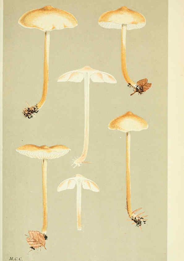 Reproducción/Reproduction 6056205264: Illustrations of British fungi (Hymenomycetes) London,Williams and Norgate,1881-91