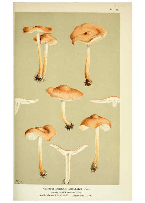Reproducción/Reproduction 6056205472: Illustrations of British fungi (Hymenomycetes) London,Williams and Norgate,1881-91
