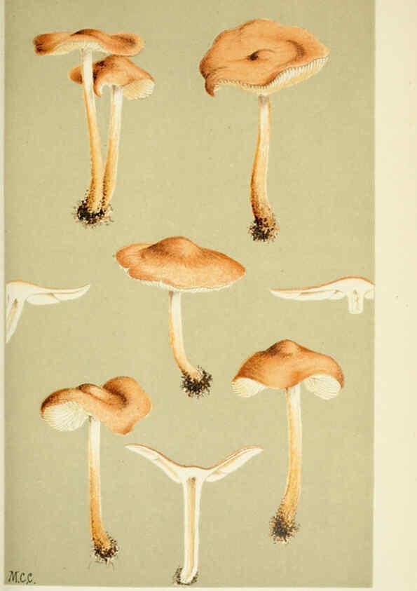 Reproducción/Reproduction 6056205472: Illustrations of British fungi (Hymenomycetes) London,Williams and Norgate,1881-91