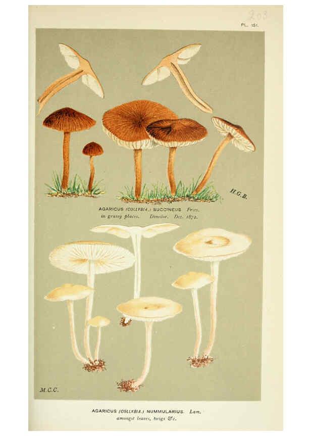Reproducción/Reproduction 6055658745: Illustrations of British fungi (Hymenomycetes) London,Williams and Norgate,1881-91
