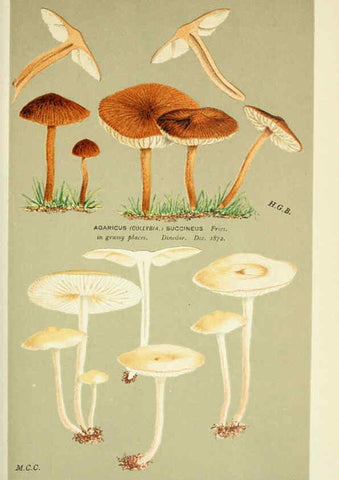 Reproducción/Reproduction 6055658745: Illustrations of British fungi (Hymenomycetes) London,Williams and Norgate,1881-91
