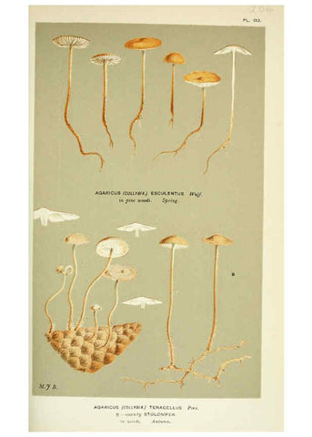 Reproducción/Reproduction 6055659019: Illustrations of British fungi (Hymenomycetes) London,Williams and Norgate,1881-91
