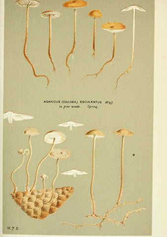 Reproducción/Reproduction 6055659019: Illustrations of British fungi (Hymenomycetes) London,Williams and Norgate,1881-91