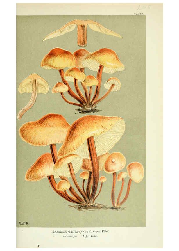 Reproducción/Reproduction 6056206468: Illustrations of British fungi (Hymenomycetes) London,Williams and Norgate,1881-91