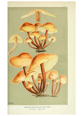 Reproducción/Reproduction 6056206468: Illustrations of British fungi (Hymenomycetes) London,Williams and Norgate,1881-91
