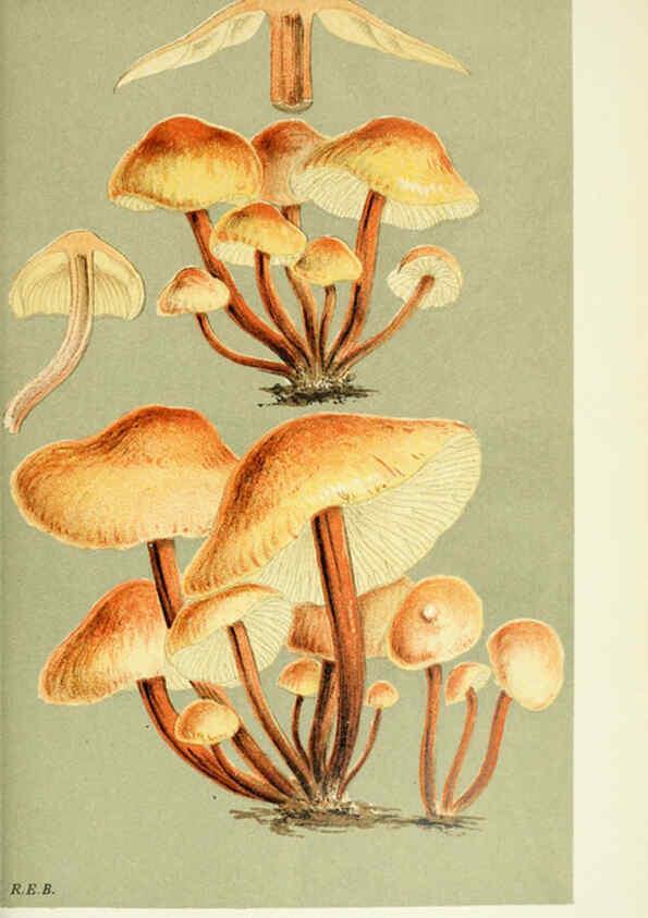 Reproducción/Reproduction 6056206468: Illustrations of British fungi (Hymenomycetes) London,Williams and Norgate,1881-91