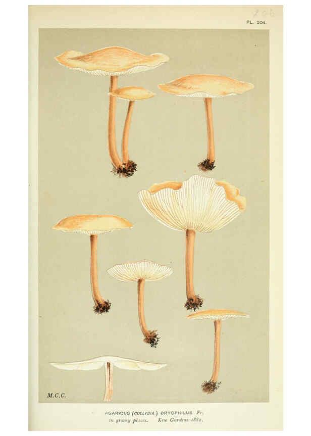 Reproducción/Reproduction 6055659601: Illustrations of British fungi (Hymenomycetes) London,Williams and Norgate,1881-91