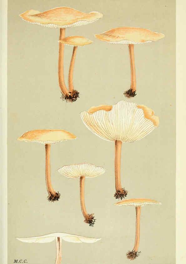 Reproducción/Reproduction 6055659601: Illustrations of British fungi (Hymenomycetes) London,Williams and Norgate,1881-91