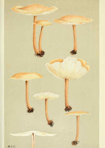 Reproducción/Reproduction 6055659601: Illustrations of British fungi (Hymenomycetes) London,Williams and Norgate,1881-91
