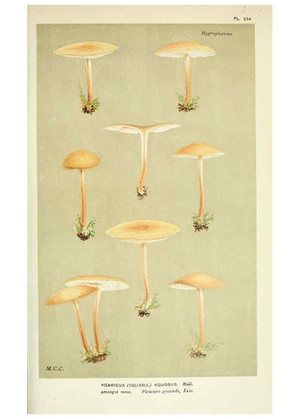 Reproducción/Reproduction 6056206844: Illustrations of British fungi (Hymenomycetes) London,Williams and Norgate,1881-91