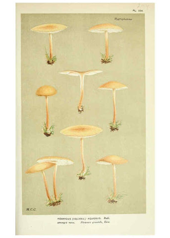 Reproducción/Reproduction 6056206844: Illustrations of British fungi (Hymenomycetes) London,Williams and Norgate,1881-91