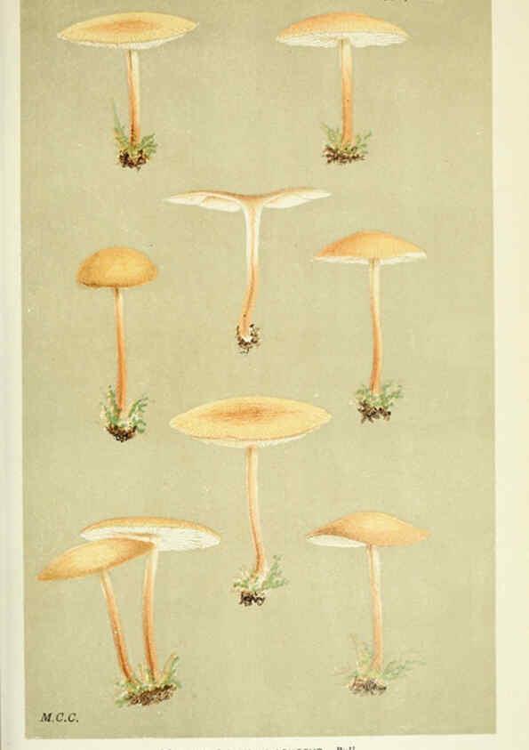 Reproducción/Reproduction 6056206844: Illustrations of British fungi (Hymenomycetes) London,Williams and Norgate,1881-91