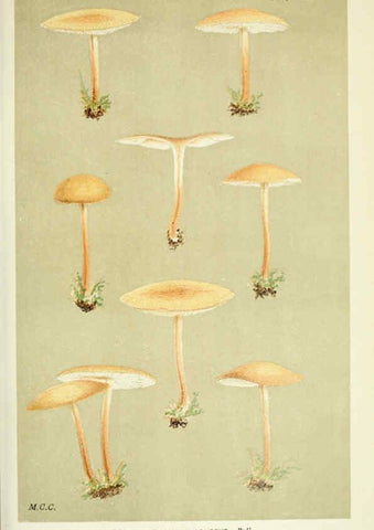 Reproducción/Reproduction 6056206844: Illustrations of British fungi (Hymenomycetes) London,Williams and Norgate,1881-91
