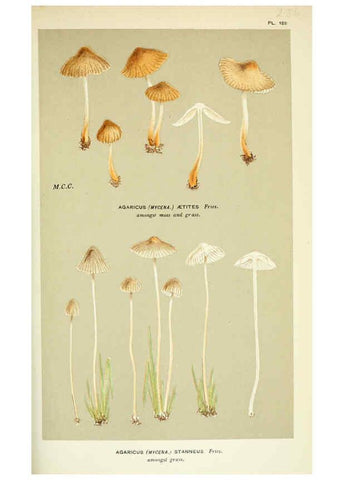 Reproducción/Reproduction 6055675101: Illustrations of British fungi (Hymenomycetes) London,Williams and Norgate,1881-91