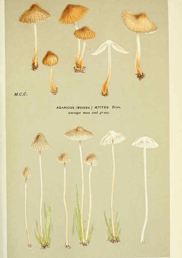 Reproducción/Reproduction 6055675101: Illustrations of British fungi (Hymenomycetes) London,Williams and Norgate,1881-91
