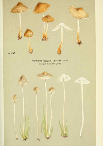 Reproducción/Reproduction 6055675101: Illustrations of British fungi (Hymenomycetes) London,Williams and Norgate,1881-91
