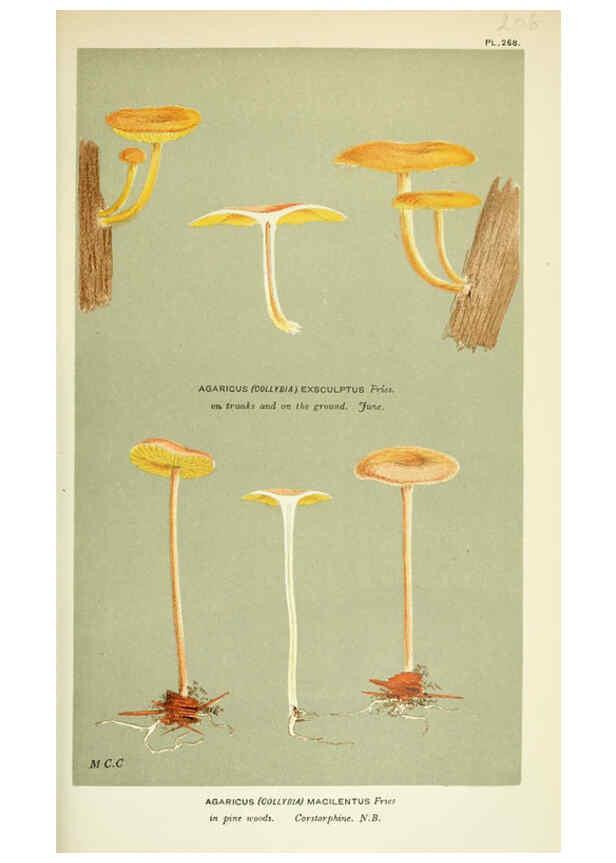 Reproducción/Reproduction 6055660009: Illustrations of British fungi (Hymenomycetes) London,Williams and Norgate,1881-91