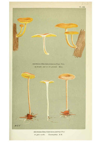 Reproducción/Reproduction 6055660009: Illustrations of British fungi (Hymenomycetes) London,Williams and Norgate,1881-91