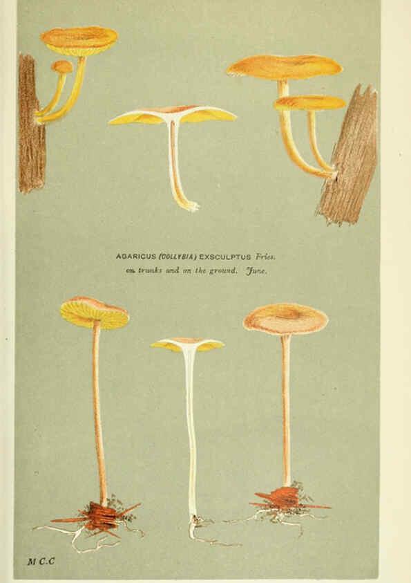 Reproducción/Reproduction 6055660009: Illustrations of British fungi (Hymenomycetes) London,Williams and Norgate,1881-91