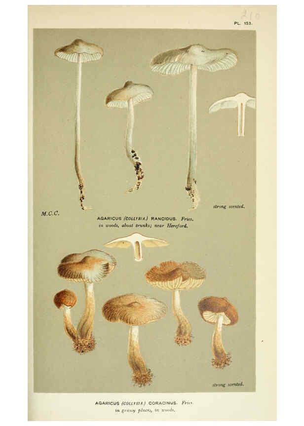 Reproducción/Reproduction 6055660465: Illustrations of British fungi (Hymenomycetes) London,Williams and Norgate,1881-91