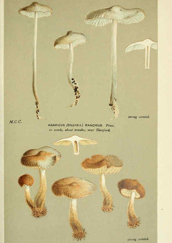 Reproducción/Reproduction 6055660465: Illustrations of British fungi (Hymenomycetes) London,Williams and Norgate,1881-91