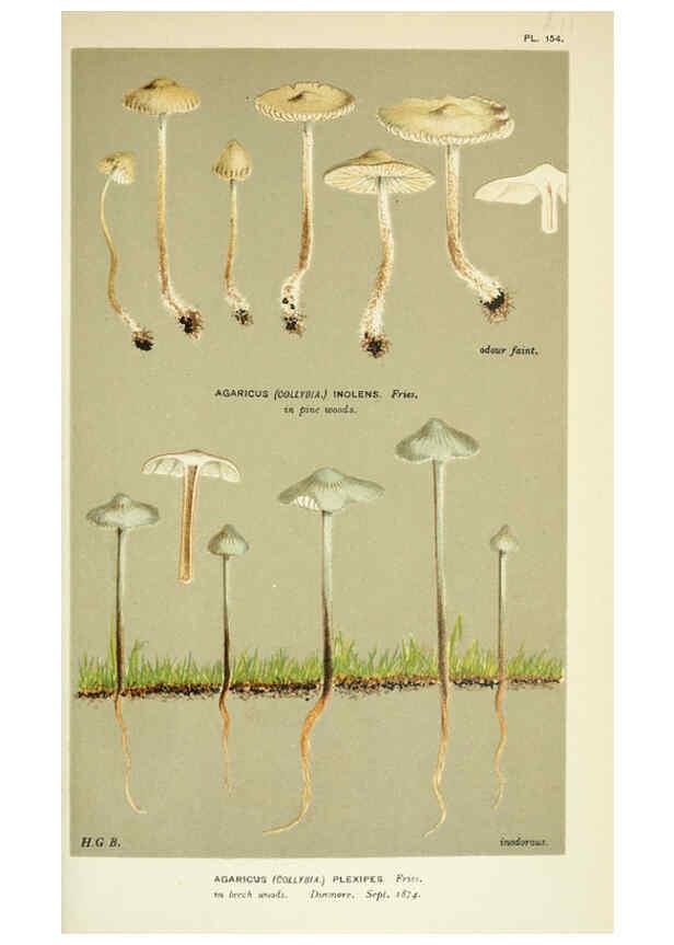 Reproducción/Reproduction 6055660709: Illustrations of British fungi (Hymenomycetes) London,Williams and Norgate,1881-91