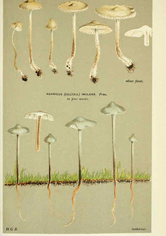 Reproducción/Reproduction 6055660709: Illustrations of British fungi (Hymenomycetes) London,Williams and Norgate,1881-91