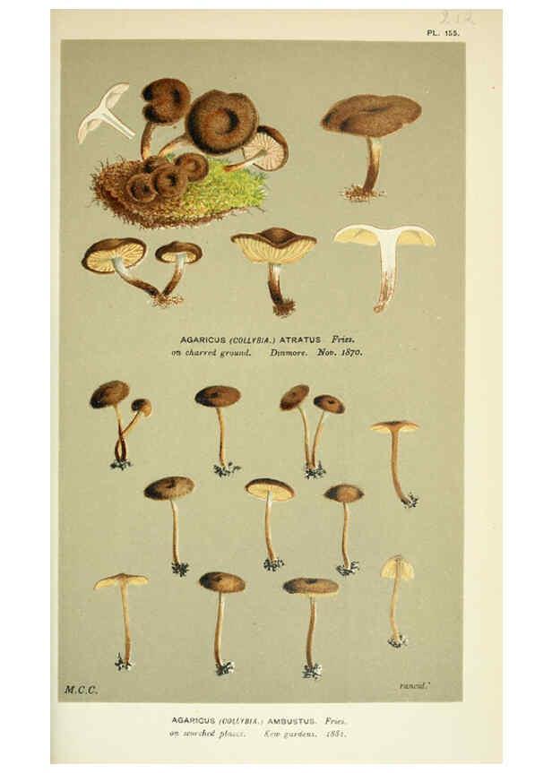 Reproducción/Reproduction 6056207898: Illustrations of British fungi (Hymenomycetes) London,Williams and Norgate,1881-91