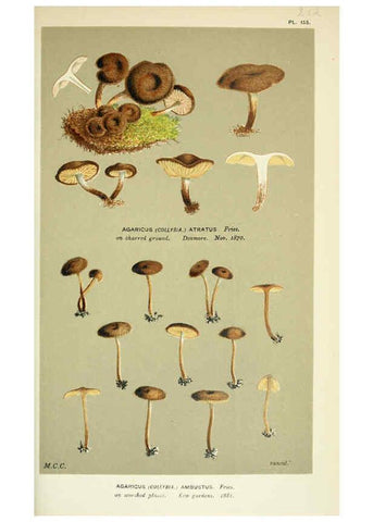 Reproducción/Reproduction 6056207898: Illustrations of British fungi (Hymenomycetes) London,Williams and Norgate,1881-91