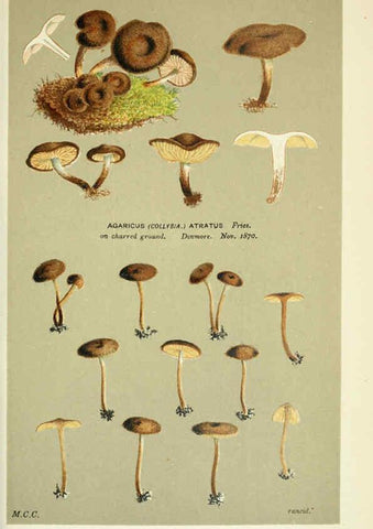 Reproducción/Reproduction 6056207898: Illustrations of British fungi (Hymenomycetes) London,Williams and Norgate,1881-91
