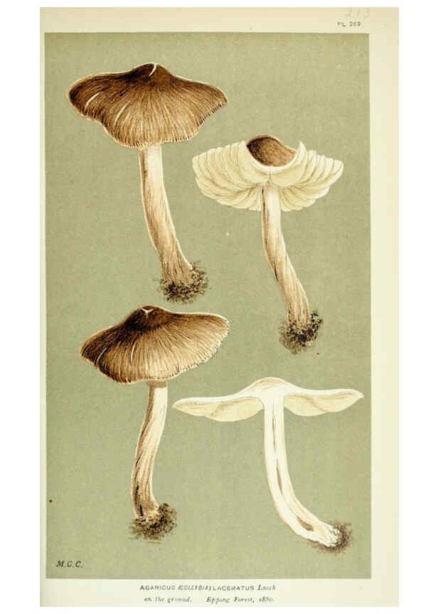 Reproducción/Reproduction 6055661101: Illustrations of British fungi (Hymenomycetes) London,Williams and Norgate,1881-91