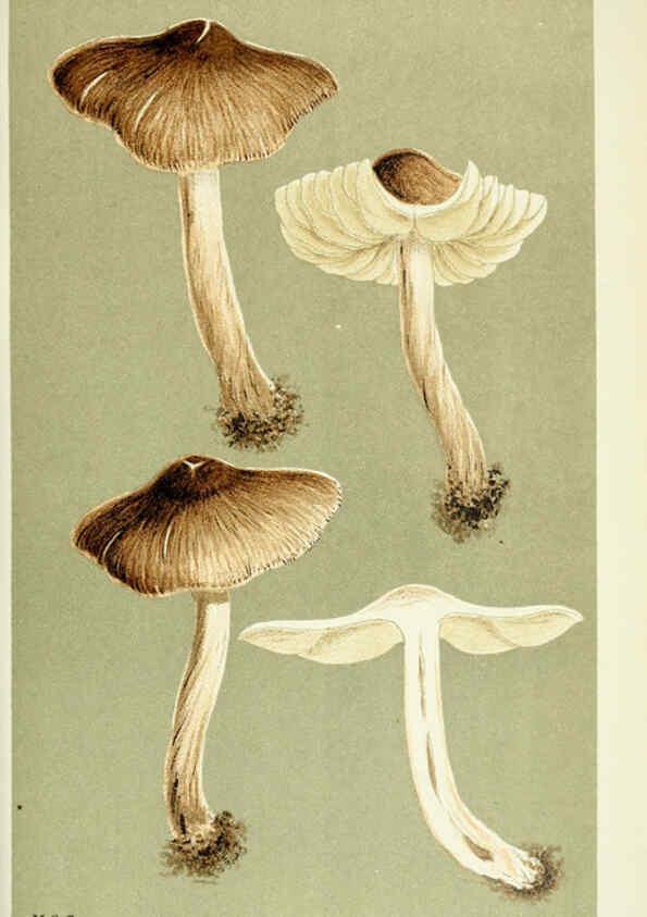 Reproducción/Reproduction 6055661101: Illustrations of British fungi (Hymenomycetes) London,Williams and Norgate,1881-91