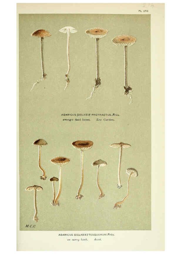 Reproducción/Reproduction 6055661391: Illustrations of British fungi (Hymenomycetes) London,Williams and Norgate,1881-91