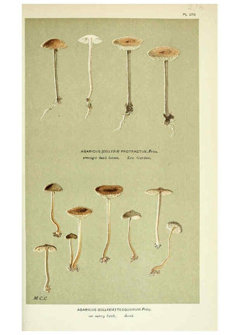 Reproducción/Reproduction 6055661391: Illustrations of British fungi (Hymenomycetes) London,Williams and Norgate,1881-91