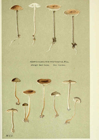 Reproducción/Reproduction 6055661391: Illustrations of British fungi (Hymenomycetes) London,Williams and Norgate,1881-91