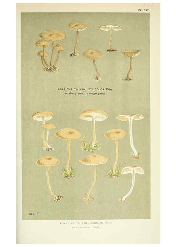 Reproducción/Reproduction 6056208664: Illustrations of British fungi (Hymenomycetes) London,Williams and Norgate,1881-91