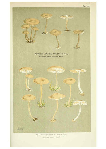 Reproducción/Reproduction 6056208664: Illustrations of British fungi (Hymenomycetes) London,Williams and Norgate,1881-91