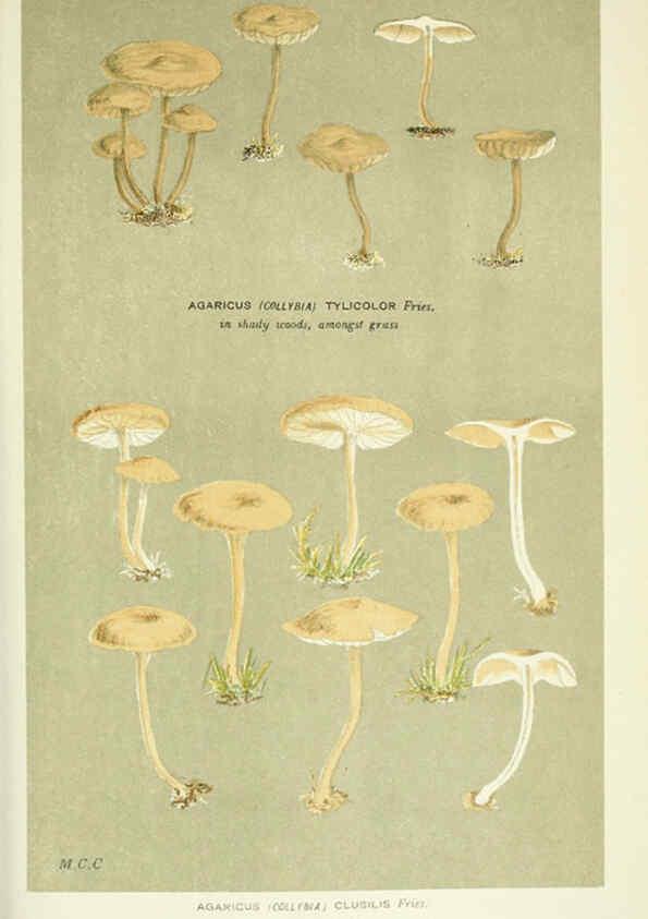 Reproducción/Reproduction 6056208664: Illustrations of British fungi (Hymenomycetes) London,Williams and Norgate,1881-91