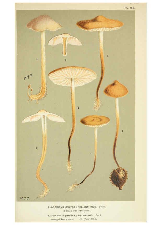 Reproducción/Reproduction 6055661893: Illustrations of British fungi (Hymenomycetes) London,Williams and Norgate,1881-91