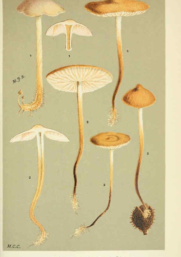 Reproducción/Reproduction 6055661893: Illustrations of British fungi (Hymenomycetes) London,Williams and Norgate,1881-91